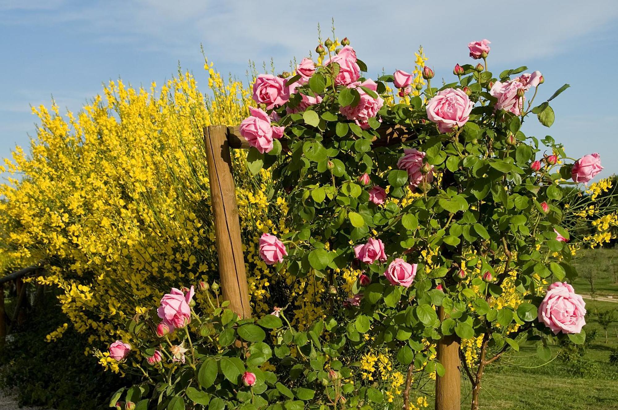 Tenuta Del Gallo Amelia Luaran gambar